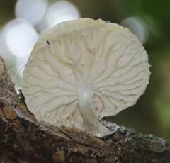 Oudemansiella australis