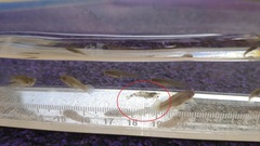 Neocaridina ketagalan