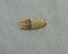 Odites natalensis