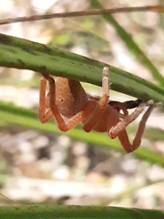 Neosparassus diana
