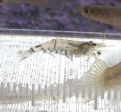 Neocaridina ketagalan