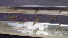 Neocaridina ketagalan
