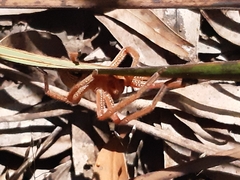 Neosparassus diana