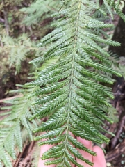 Libocedrus