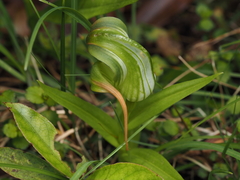 Pterostylis patens