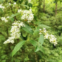 Ligustrum quihoui