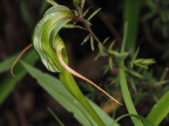 Pterostylis patens