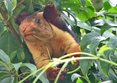 Ratufa indica