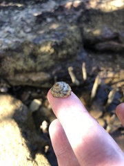 Bembicium auratum