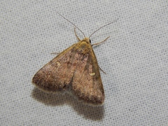 Amyna axis