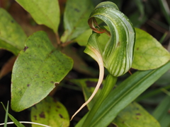 Pterostylis patens