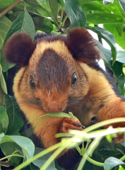 Ratufa indica