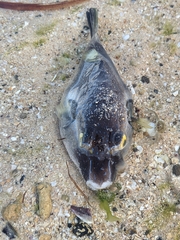 Omegophora armilla