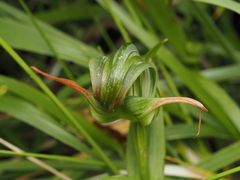Pterostylis patens