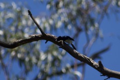 Myiagra cyanoleuca