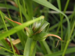 Pterostylis patens