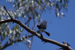 Myiagra cyanoleuca