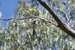 Myiagra cyanoleuca