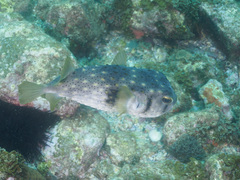 Dicotylichthys punctulatus