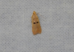 Dichomeris barathrodes