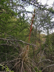 Tillandsia langlasseana