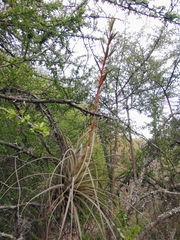 Tillandsia langlasseana