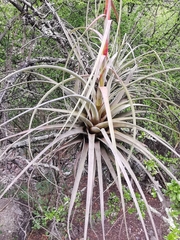 Tillandsia langlasseana