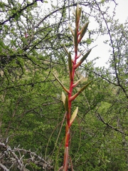 Tillandsia langlasseana