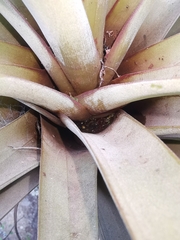 Tillandsia langlasseana