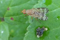 Euthycera chaerophylli