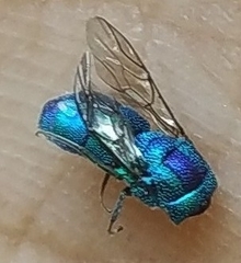 Chrysidini