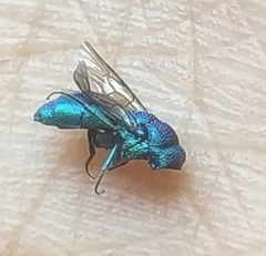 Chrysidini