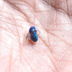 Chrysidini