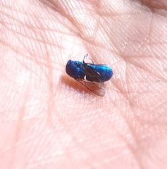 Chrysidini