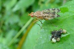 Euthycera chaerophylli