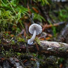 Mycena abramsii