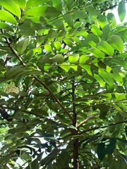 Magnoliopsida