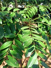 Magnoliopsida
