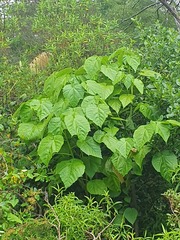 Entelea arborescens