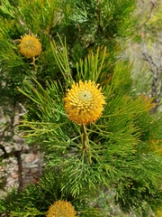 Isopogon anethifolius