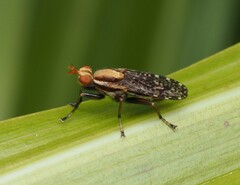 Sciomyzidae