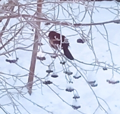 Turdus merula