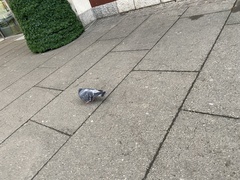 Columba livia domestica