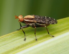 Sciomyzidae
