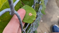 Pseudocercospora