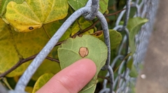 Pseudocercospora