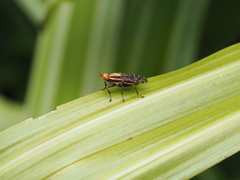 Sciomyzidae