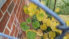 Pseudocercospora
