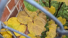 Pseudocercospora
