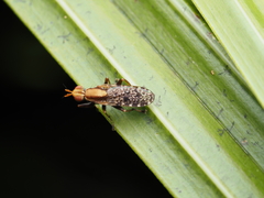 Sciomyzidae